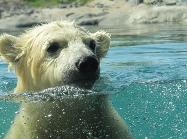 polar-bear-591646_1920